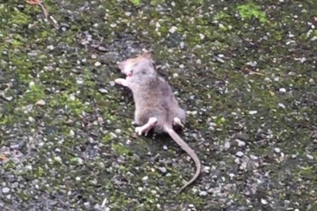 A dead rat near the subway in Darnall, which has been described as a fly-tipping hotspot