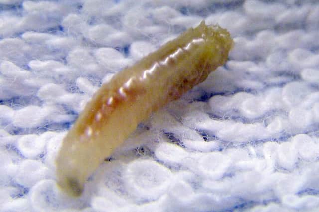 Maggots were plucked from the woman's scalp.
