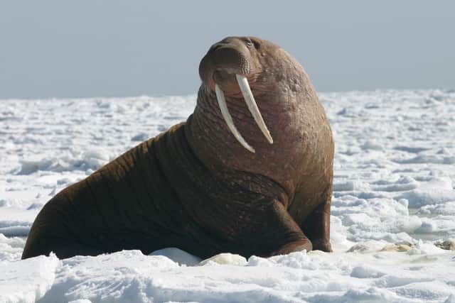 A walrus, yesterday.