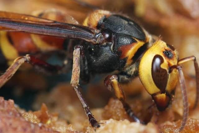 Deadly Asian hornets could be headed for the UK.