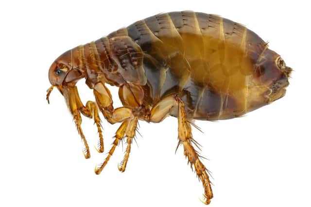 Fleas with giant penises are set to invade Sheffield.
