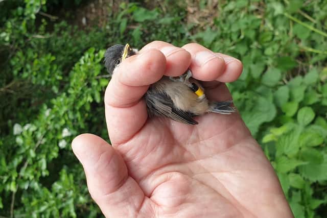 The baby willow tits which have been ringed
