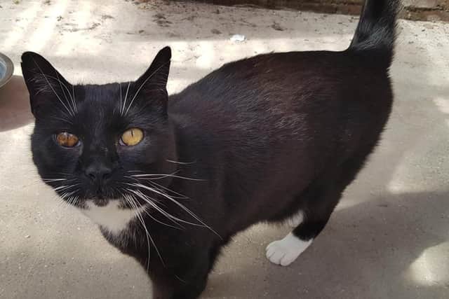 The Sheffield Cats Shelter has been re-homing cats for 122 years