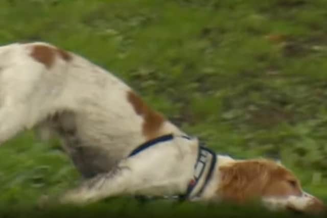 Peter the fainting dog. (Photo: BBC).