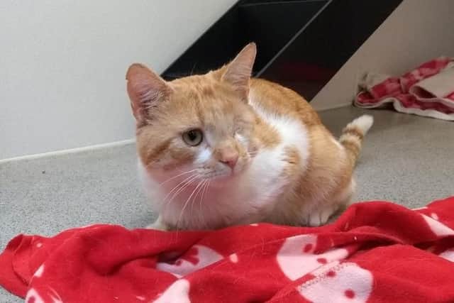 The RSPCA is seeking a new home for Trevor the cat, who was rescued in Sheffield