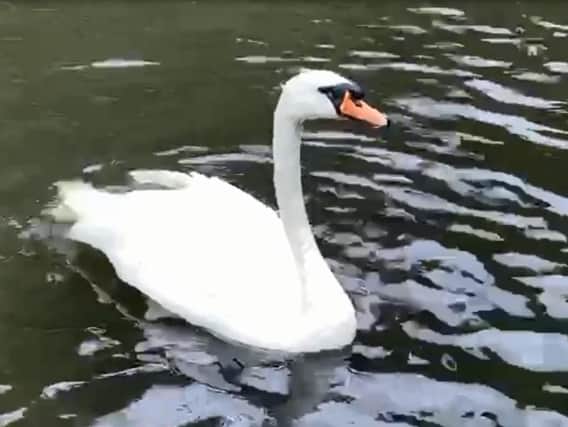 The swan is released back into the wild.