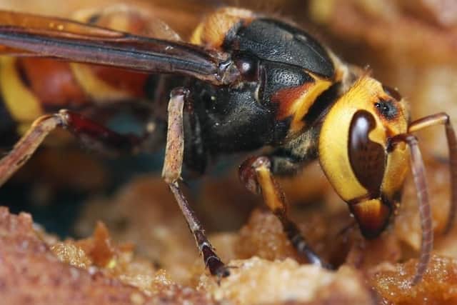 The Asian hornet - set to invade Britain.