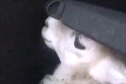 The stolen sheep in the boot of Ali El-Aridi's car before being released onto a suburban street in Sheffield