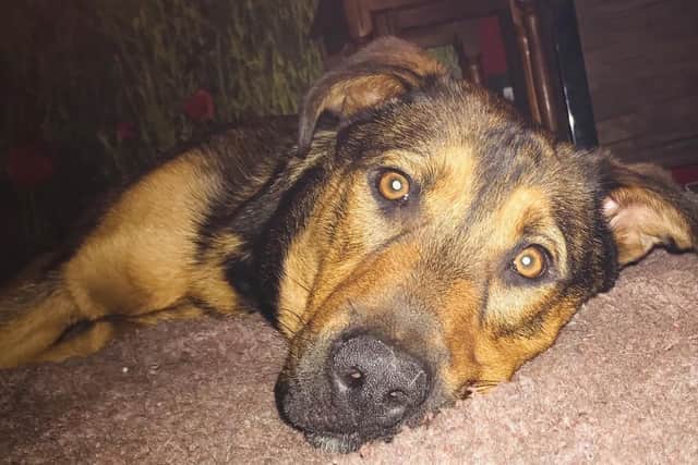 RSPCA gets call about dumped animal every 6 minutes
