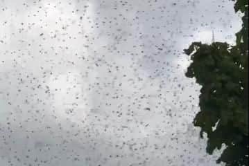 A swam of 40,000 bees was spotted in Treeton yesterday