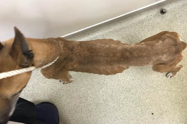 This dangerously thin crossbreed dog was taken into RSPCA care on Monday, July 1, after a concerned member of the public called their cruelty line