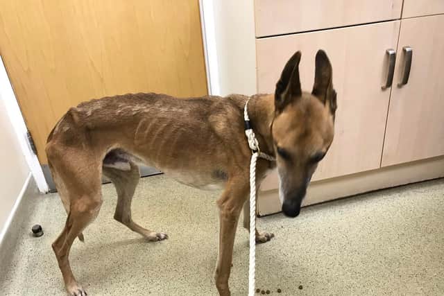 This dangerously thin crossbreed dog was taken into RSPCA care on Monday, July 1, after a concerned member of the public called their cruelty line