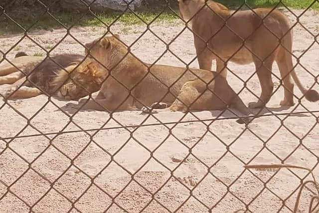 Two lions are among the animals on the loose