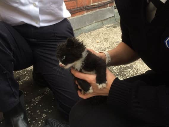 Firefighters and the RSPCA rescued a kitten which fell between two walls on Wellgate, Rotherham.