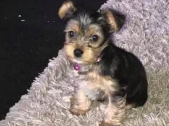 Daisy was stolen by a woman in Barnsley yesterday
