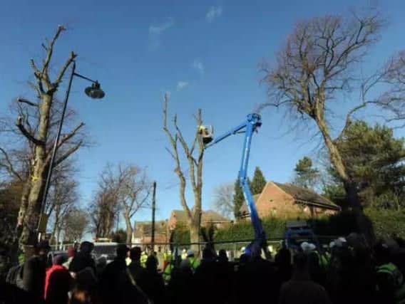 Thousands of trees have been felled in Sheffield