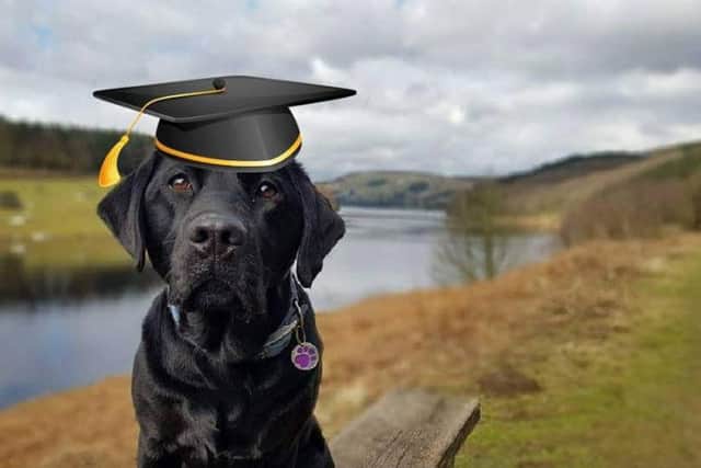 Willow Star, graduated from doggy school last year