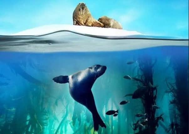 Blue Planet II - live in concert is coming to Sheffield.