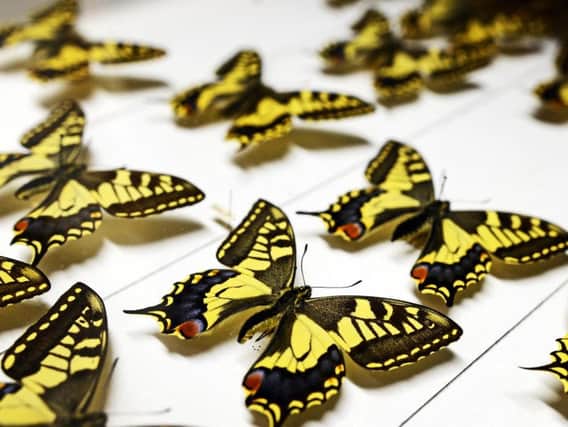 A small selection of British Butterflies, part of a collection, donated to the museum by the family George Hyde. Picture: Marie Caley NDFP Museum MC 9