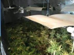 A 30,000 cannabis farm was found on a traveller site in Doncaster