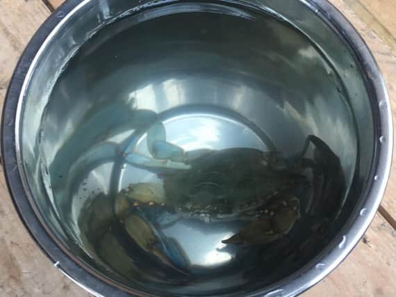 'Karl' the crab was rescued from the Sheffield Peace Garden's cascades