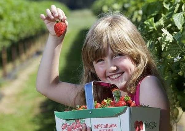 Enjoy fruit picking this summer in South Yorkshire