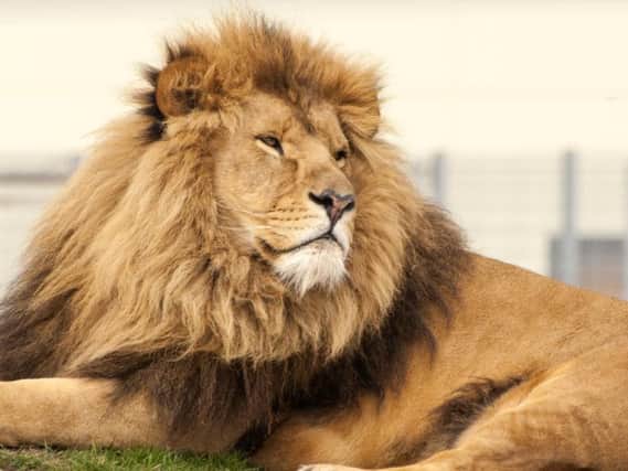 Yorkshire Wildlife Park is offering free entry tomorrow.