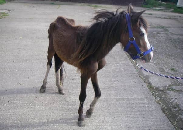 Pictured is pony Larry - belonging to Judy Shaw, 45, of Dorset Close, Brimington - after he was found emaciated at a paddock in Dronfield.
