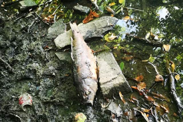 Scores of dead fish have been found in the park.