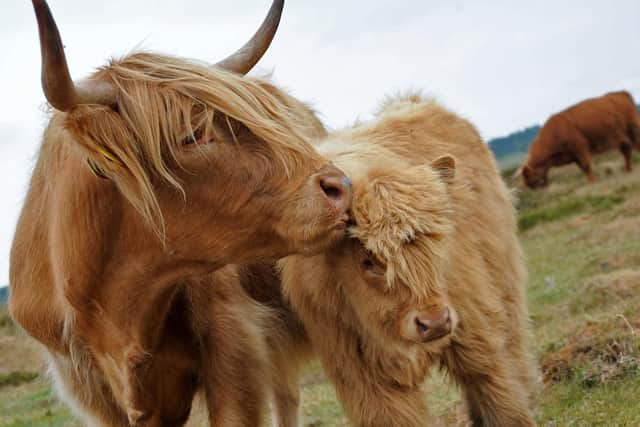 Highland cattle belonging to Thorp Farms Ltd and have been ordered to be slaughtered by the HSE