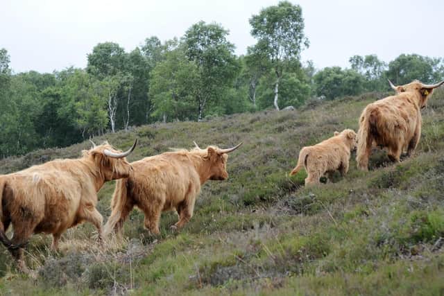 Highland cattle belonging to Thorp Farms Ltd and have been ordered to be slaughtered by the HSE.