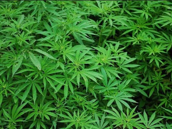 Sheffield Crown Court heard how during a police raid of Amber Prior's home in Ironside Road, Gleadless, officersdiscovered 22 cannabis plants.