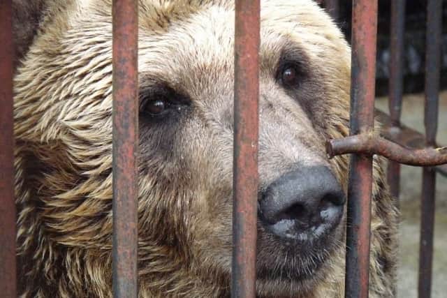 The brown bears will become the first inhabitants of the park's new rehabilitation centre (pic: YWP)
