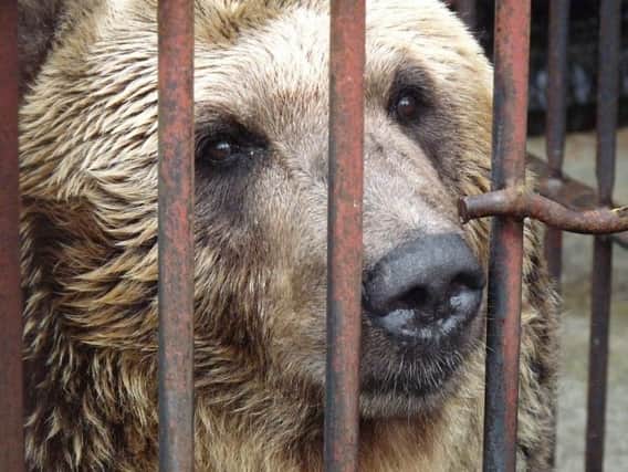 The brown bears will become the first inhabitants of the park's new rehabilitation centre (pic: YWP)