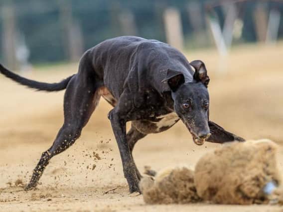 Concerns have been raised over racing Greyhounds in the heat