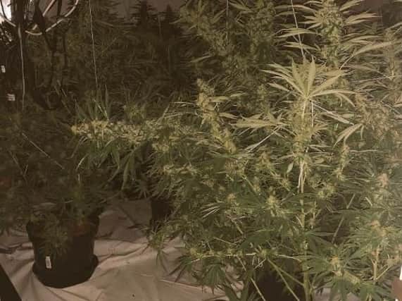 Cannabis plants were found during a police raid of a house in Eastwood, Rotherham