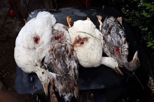 Four ducks were killed in Totley, Sheffield, last week
