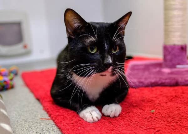 Gainsford the cat at RSPCA Sheffield is looking for a new home