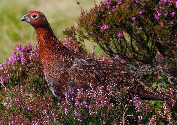 A fine red grouse, feeding on heather.