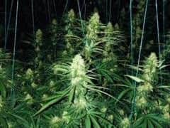 A cannabis farm on Ravenscroft Road in Stradbroke, Sheffield (pic: South Yorkshire Police)