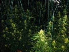The plants were discovered after police executed a warrant today (pic: South Yorkshire Police)