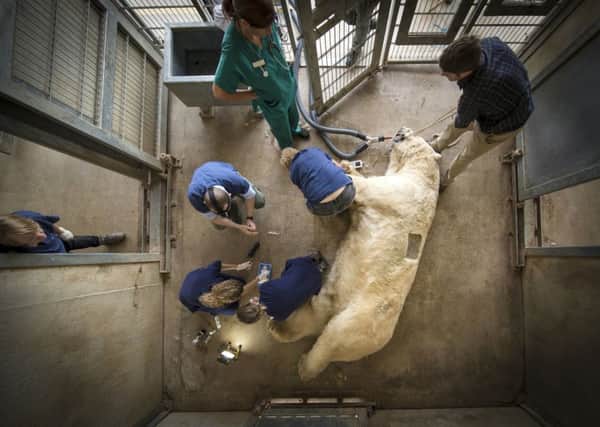 Victor, a 620 kg polar bear, is given an allergy test at the Yorkshire Wildlife Park near Doncaster after he and a smaller bear, Nobby, began suffering from abscesses on their feet.  PRESS ASSOCIATION Photo.