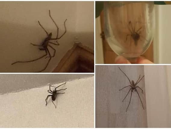 Spiders in Sheffield homes