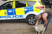 Police with the sheep.