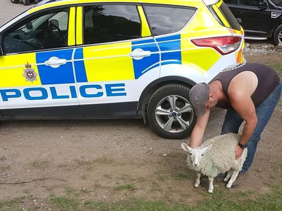Police with the sheep.