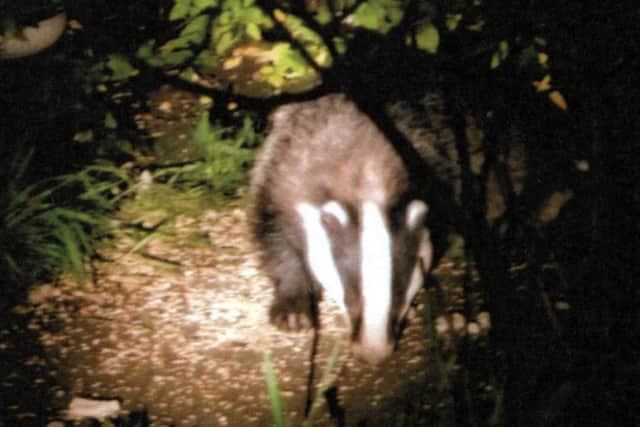 Boris the badger