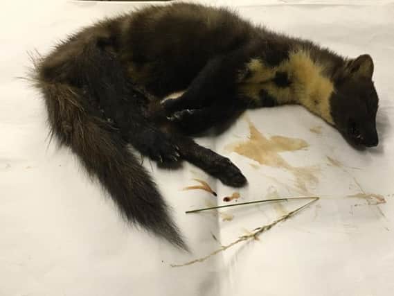 The pine marten that was recovered on the roadside in Derbyshire. (Image: Irene Brierton)
