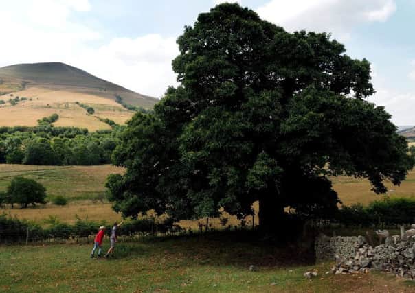 National Trust Peak District Appeal: National Trust rangers Myles Brazil and Gail Weatherhead looking at a veteran sweet chestnut tree at Edale End