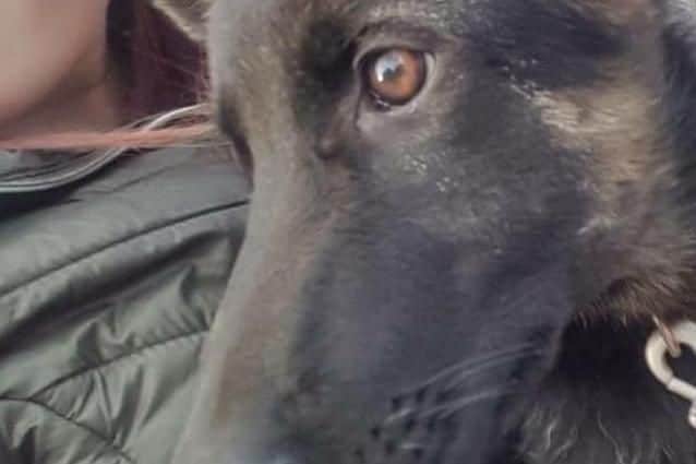 Officers believe there is a strong possibility two stolen German Shepherd puppies have been brought to South Yorkshire.