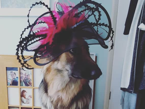 Narla the dog, ready for Ladies Day at Doncaster's St Leger Festival